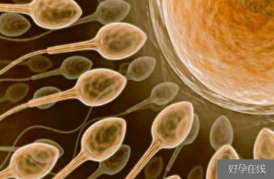 广州备孕试管婴儿知识_超级精子是什么，精子活力太高也会造成不育？